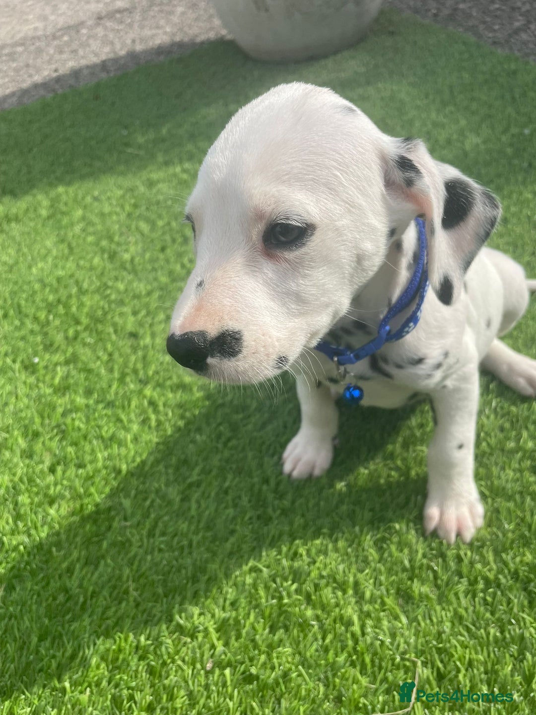 Dalmatian dogs for sale: Stunning litter of 6 Dalmatian puppies  - Image 2