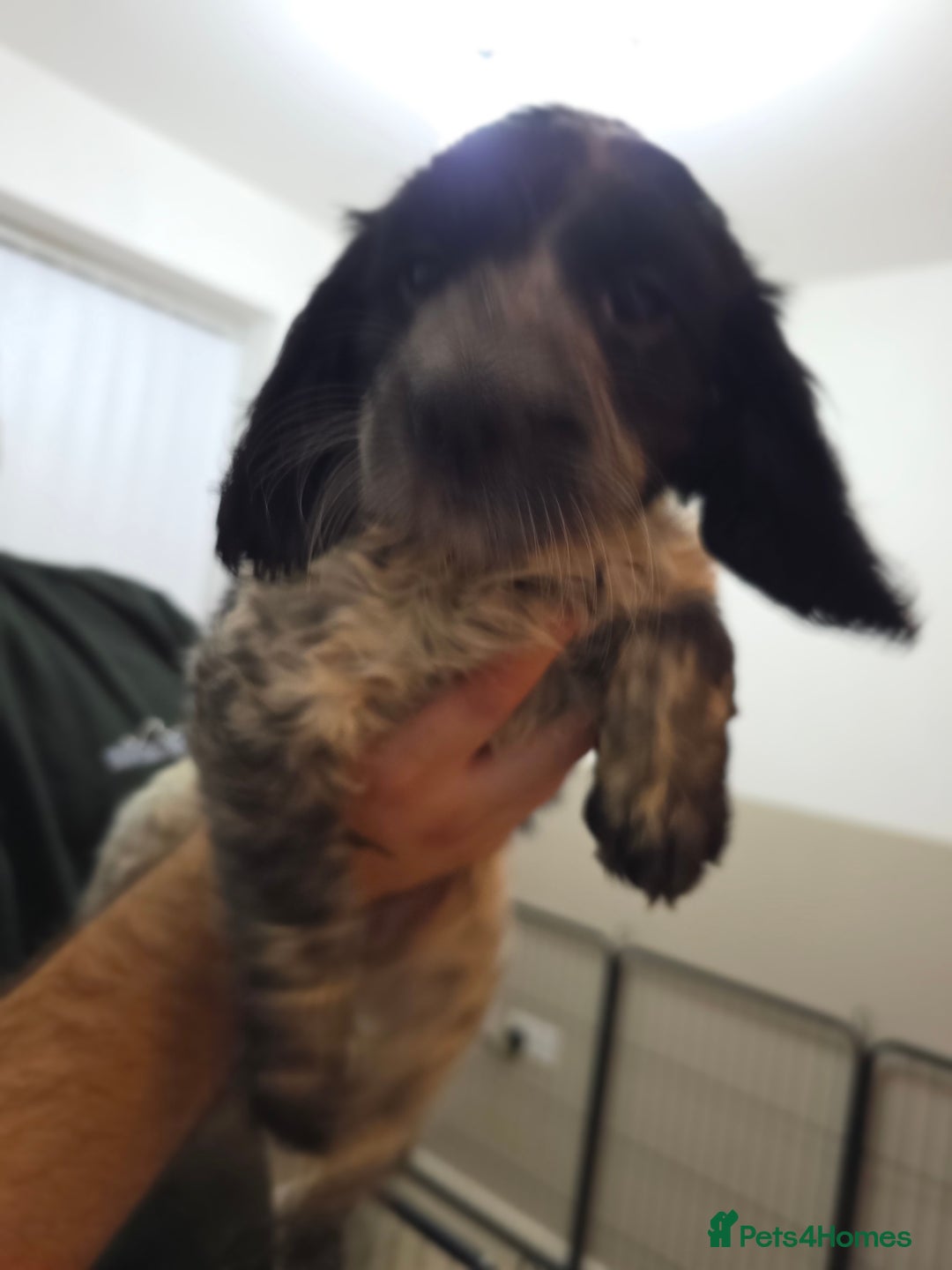 Cocker Spaniel dogs for sale: 1 left Working coker spaniel  - Advert 35