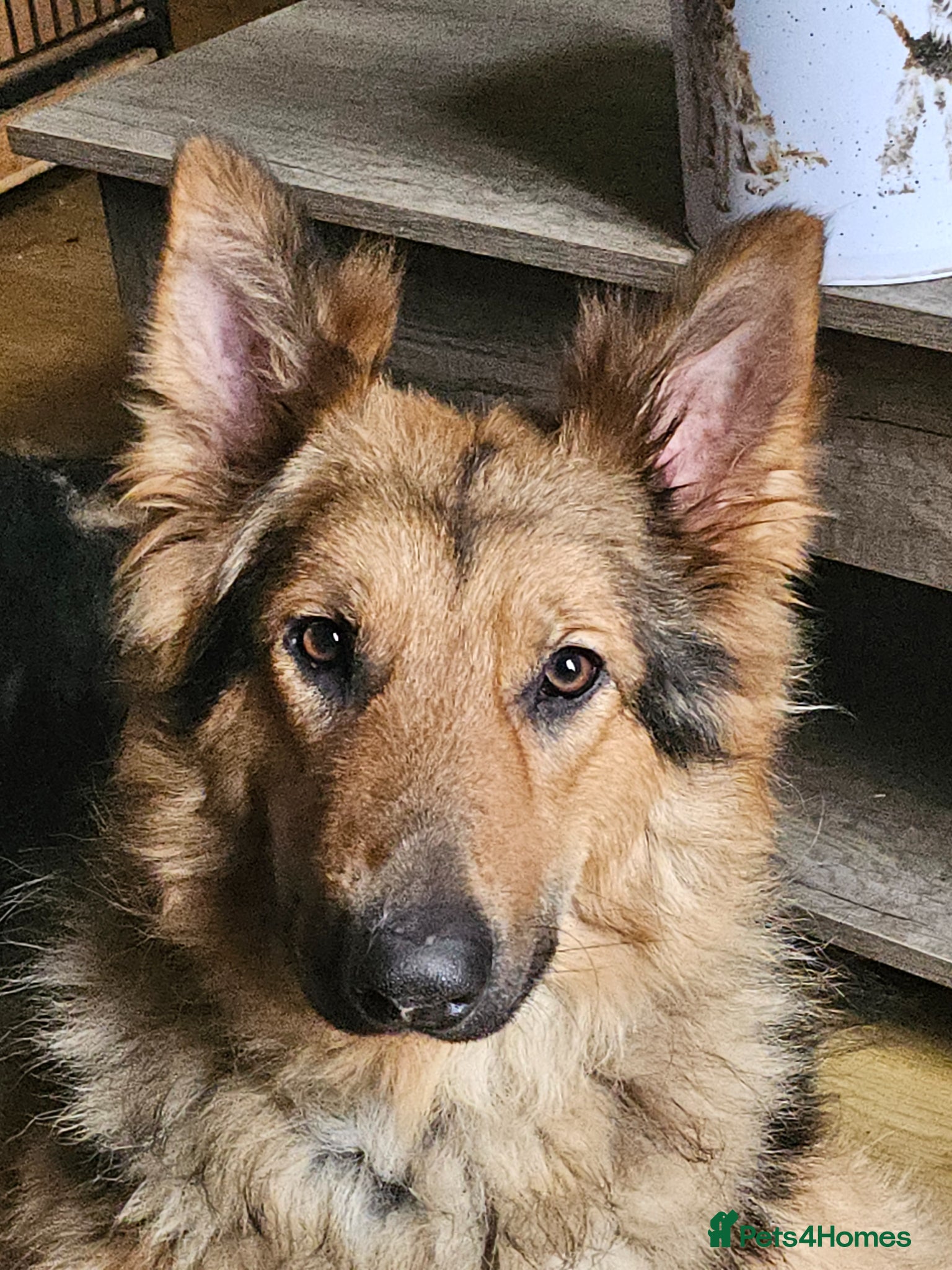 German Shepherd dogs German Shepherd male nearly 2 years old - Advert 1