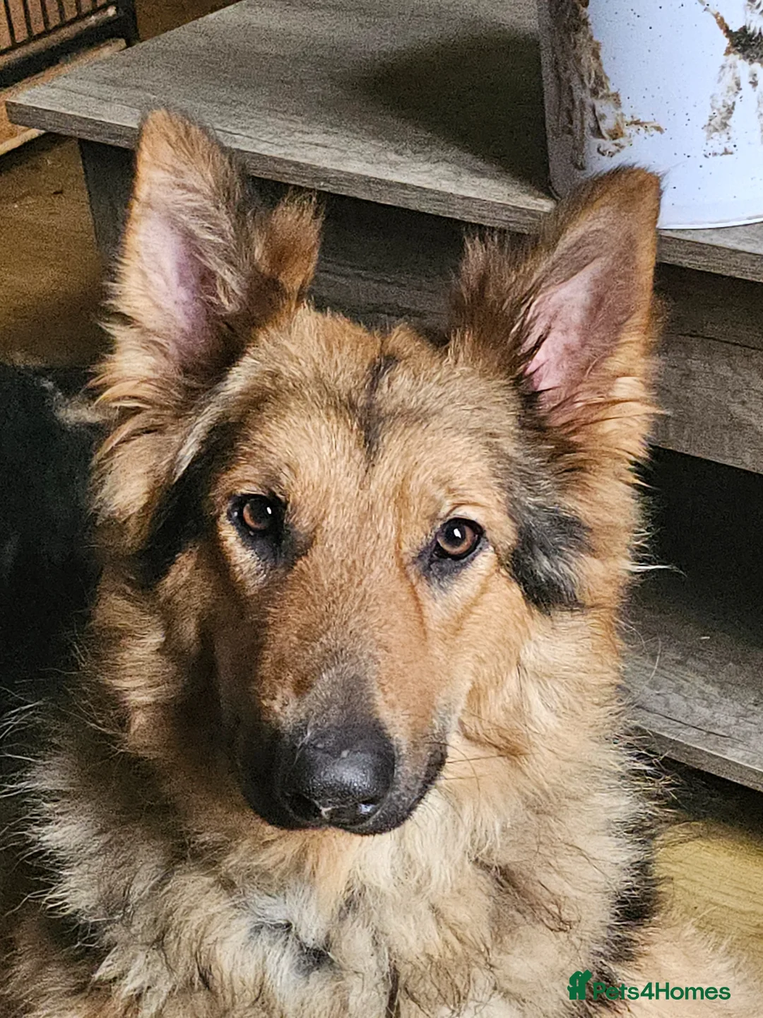 German Shepherd dogs for sale: German Shepherd male nearly 2 years old in Grimsby - Advert 1