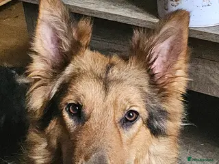 German Shepherd dogs German Shepherd male nearly 2 years old - Advert 1