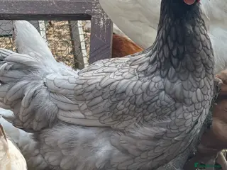 Chickens poultry Point of lay hybrids available - Advert 1