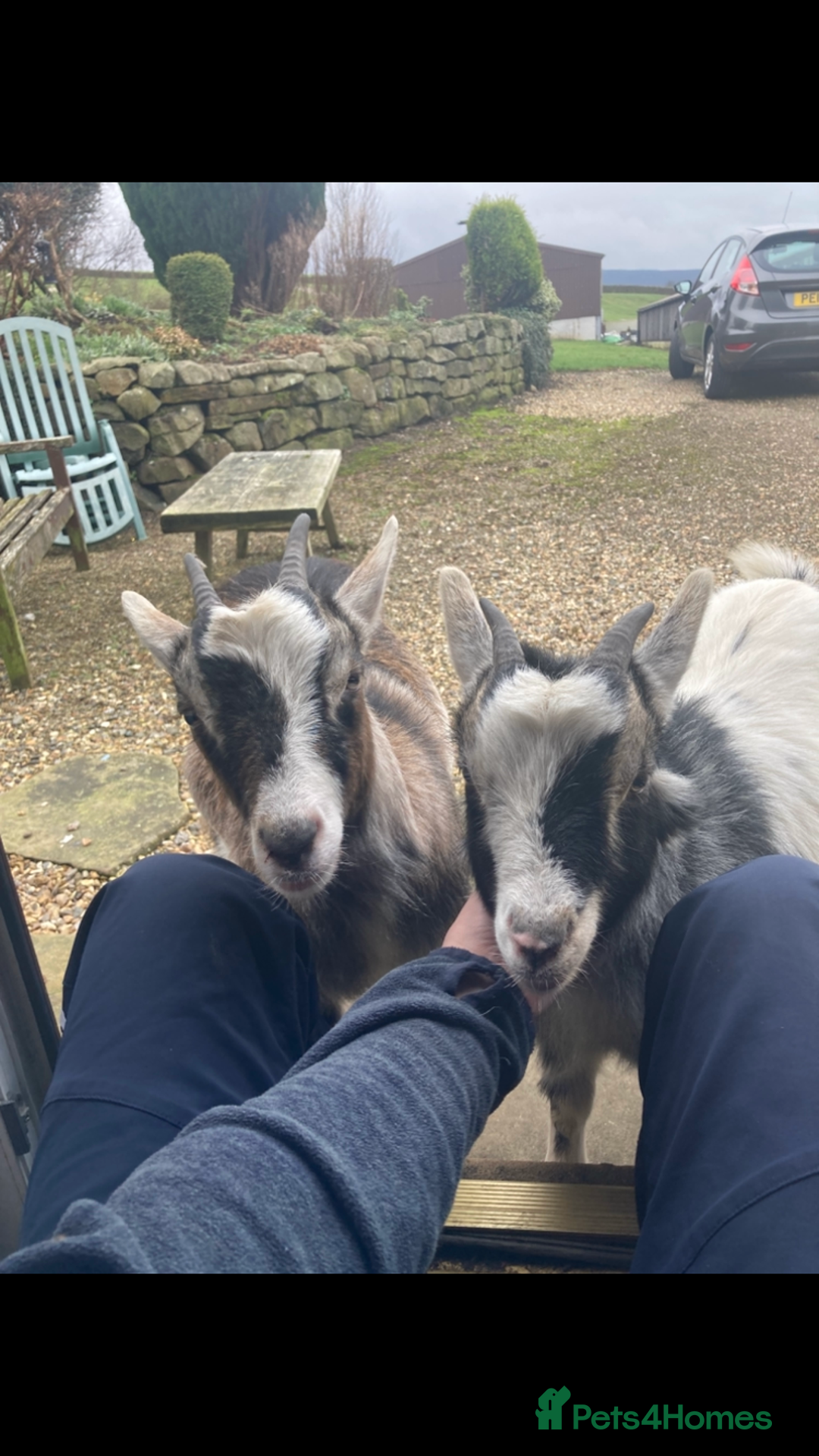 Goats livestock for sale: Nanny pygmy goats - Advert 4