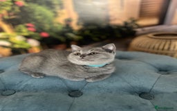British Shorthair cats for sale: Beautiful British shorthair kittens 🐱 🥰 - Advert 13