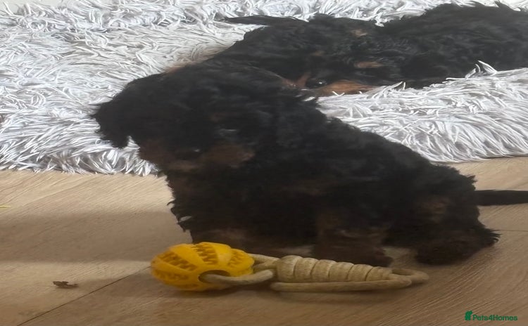 Cavapoo dogs - Advert 2