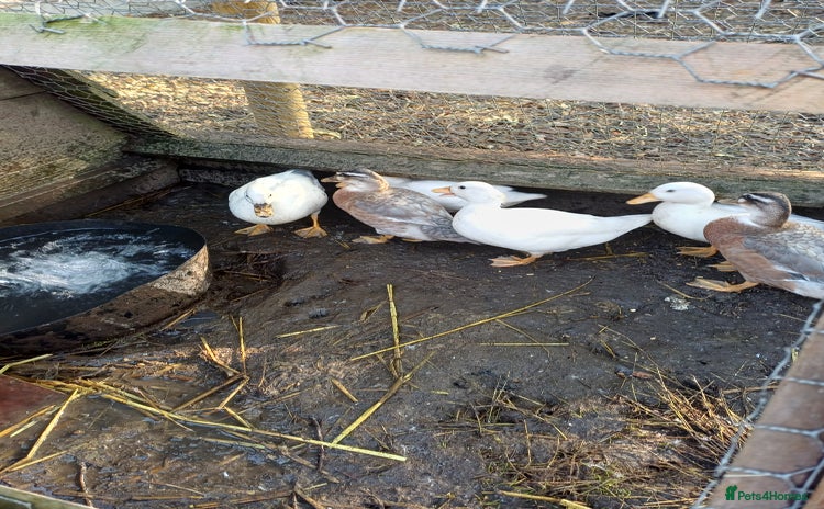 Ducks poultry - Advert 10