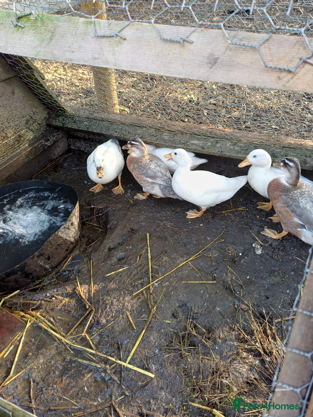 Ducks poultry for sale: Call ducklings  - Image 1