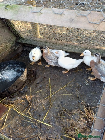Ducks poultry - Advert 4