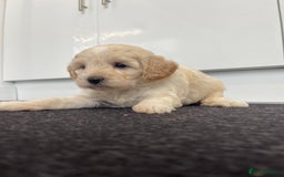 Cavapoochon dogs for sale: Beautiful Cavapoochon puppies for sale  - Image 18
