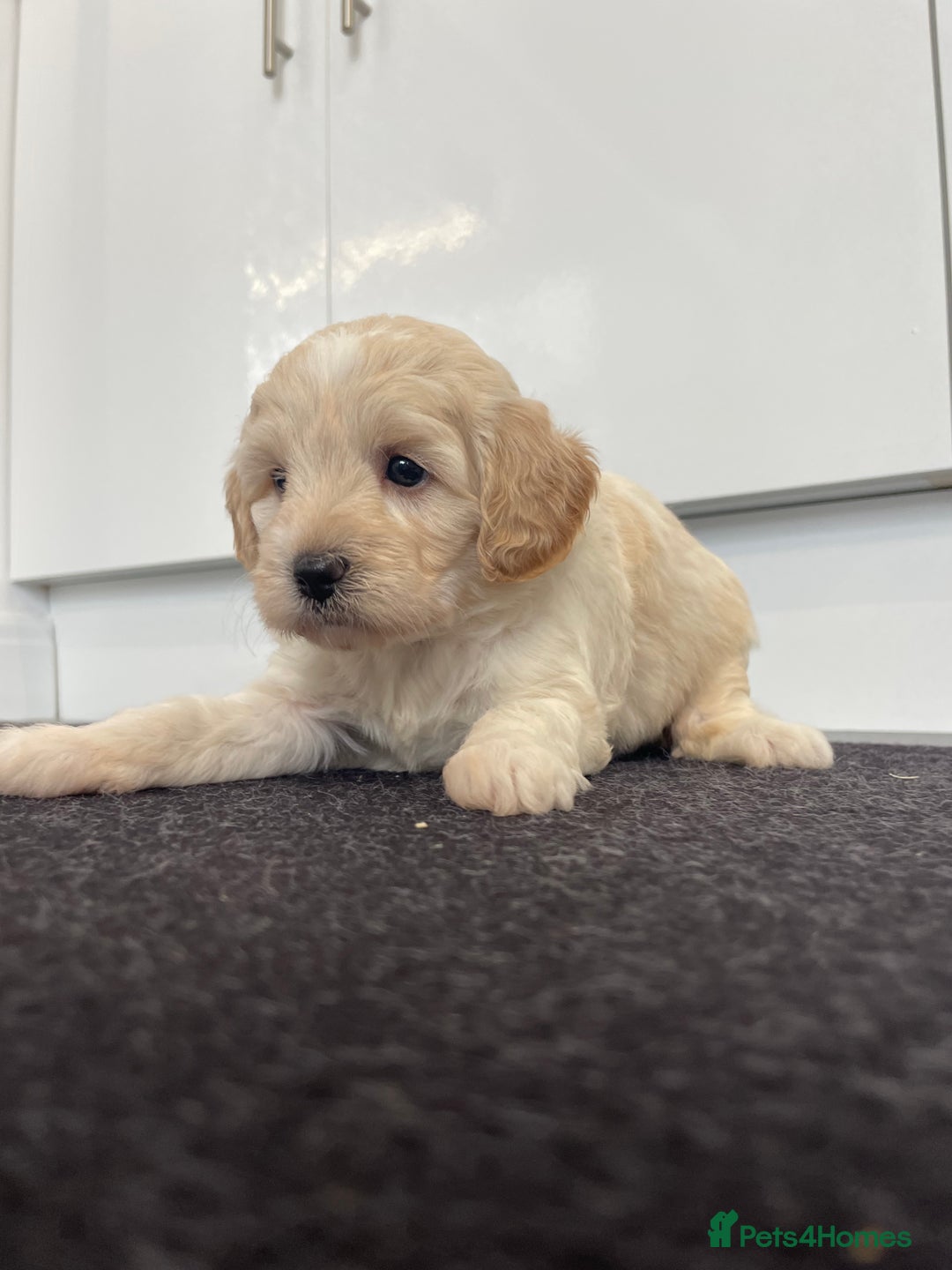 Cavapoochon dogs for sale: Beautiful Cavapoochon puppies for sale  - Image 18