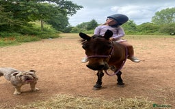 Dartmoor horses for sale: Edie  - Image 6