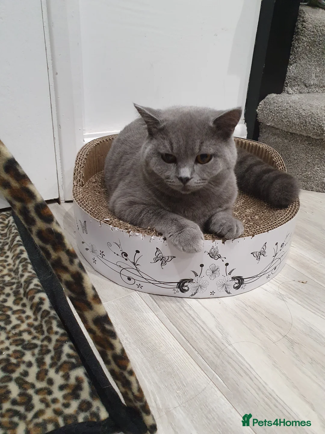 British Shorthair cats for stud: GCCF Active BLUE BOY for stud 💙 in Bexleyheath - Advert 9