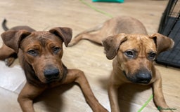 Mixed Breed dogs for sale: Kane  - Advert 3