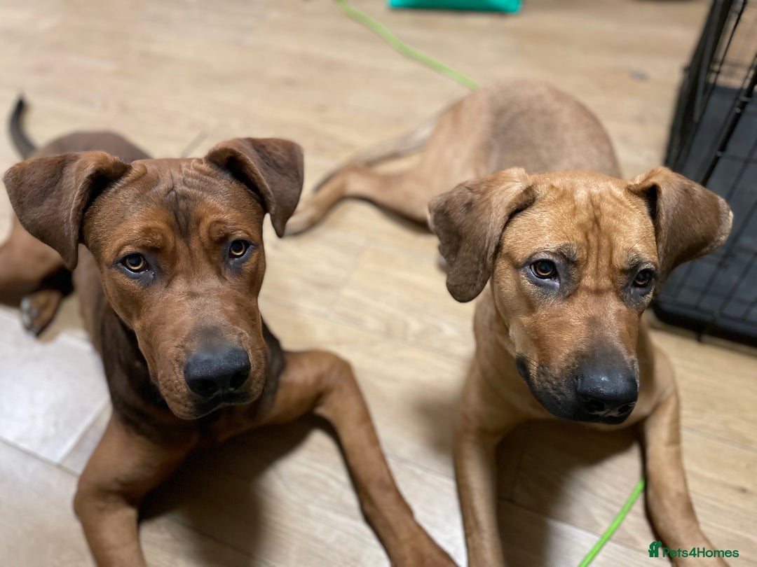 Mixed Breed dogs for sale: Kane  - Advert 3