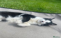 Mixed Breed cats for sale: 4 beautiful black and white kittens for sale  - Image 4