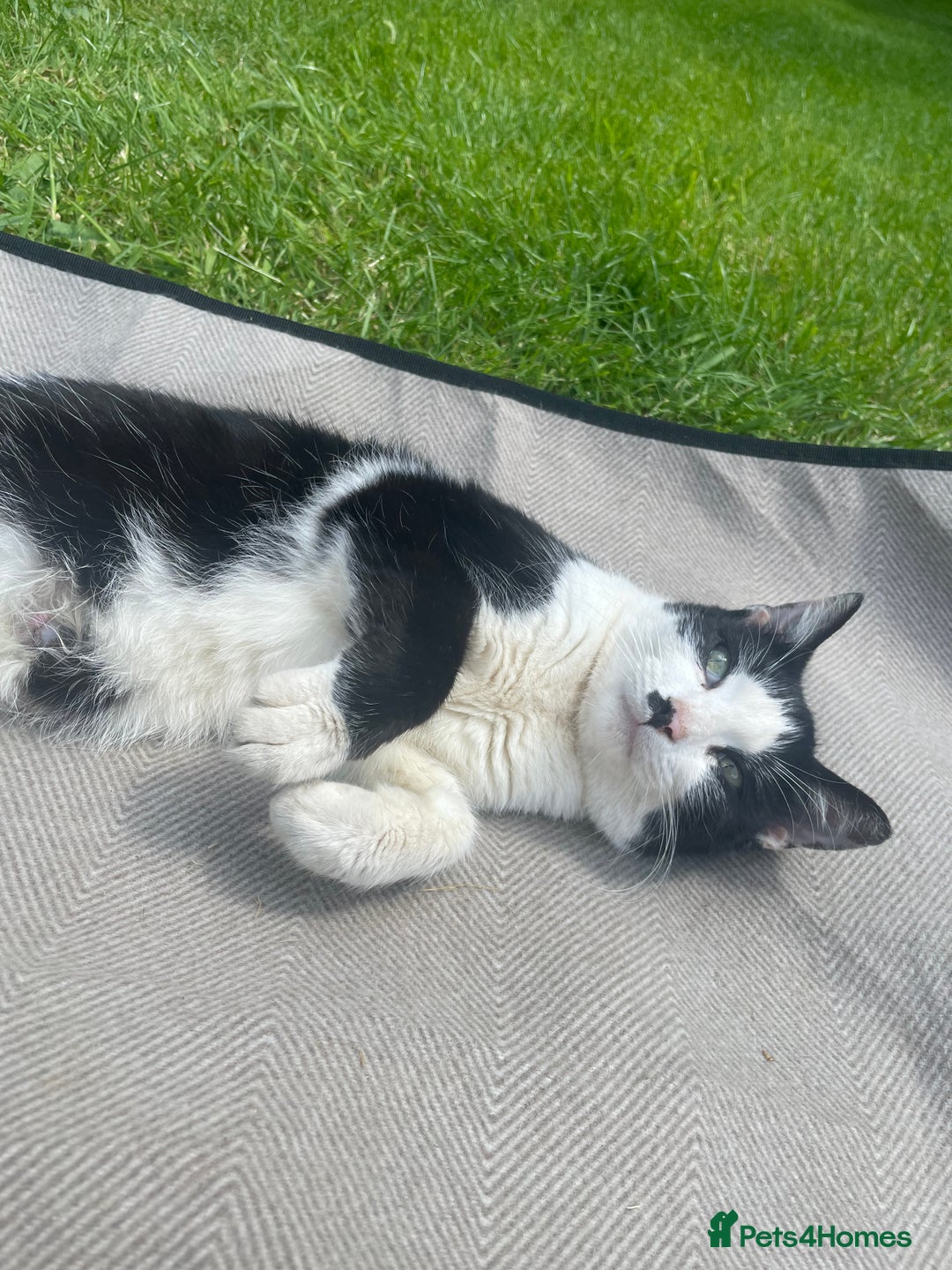 Mixed Breed cats for sale: 4 beautiful black and white kittens for sale  - Image 4