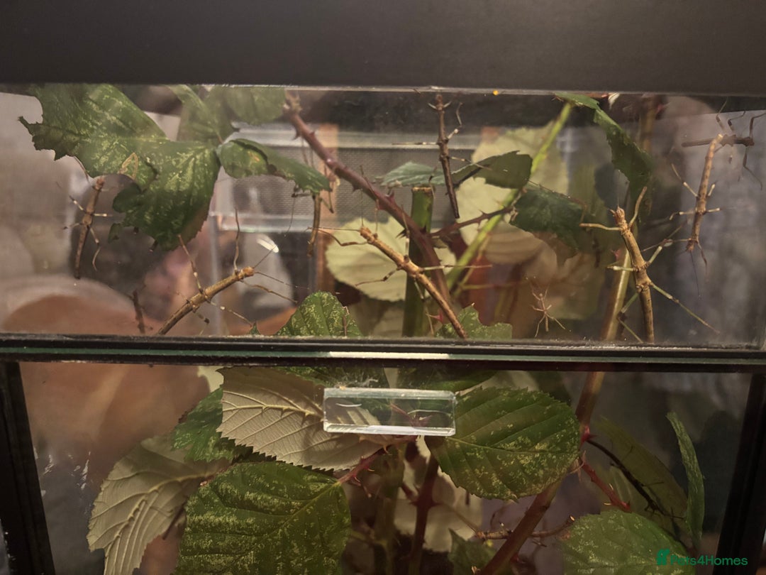 Stick Insects invertebrates for sale: Stick insects  - Advert 1