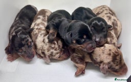 Miniature Dachshund dogs for sale: Miniature Dachshund - 1 Black and tan girl left - Image 4