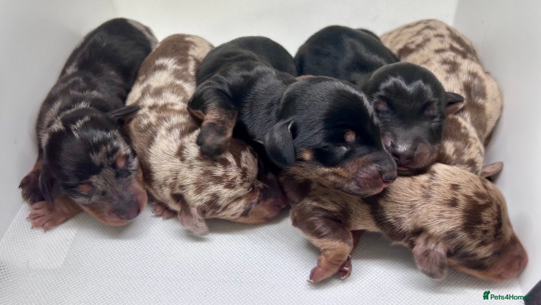 Miniature Dachshund dogs for sale: Miniature Dachshund - 1 Black and tan girl left - Image 4