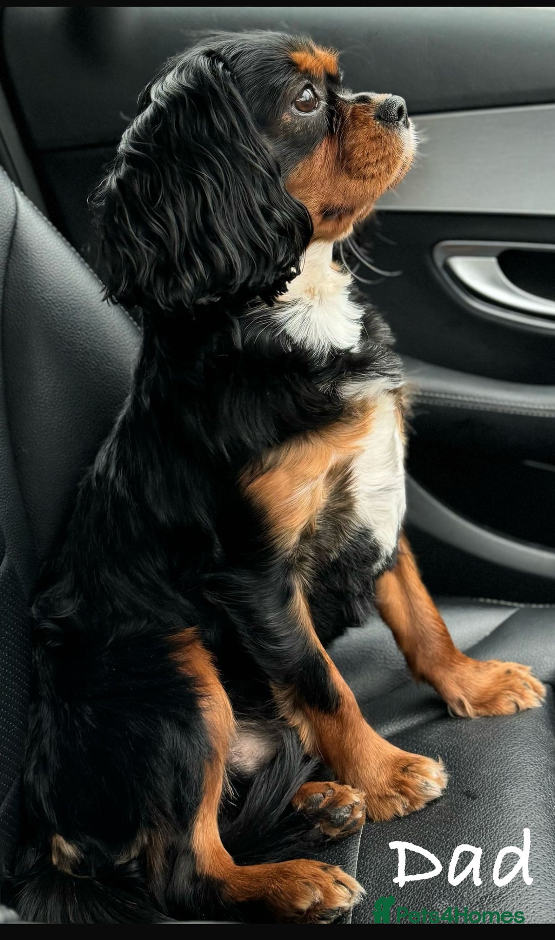 Cavalier King Charles Spaniel dogs for sale: Stunning King Charles Cavalier pups - Image 10