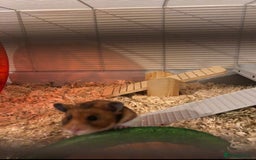 Hamster rodents for sale: Beautiful Syrian hamster - Image 5