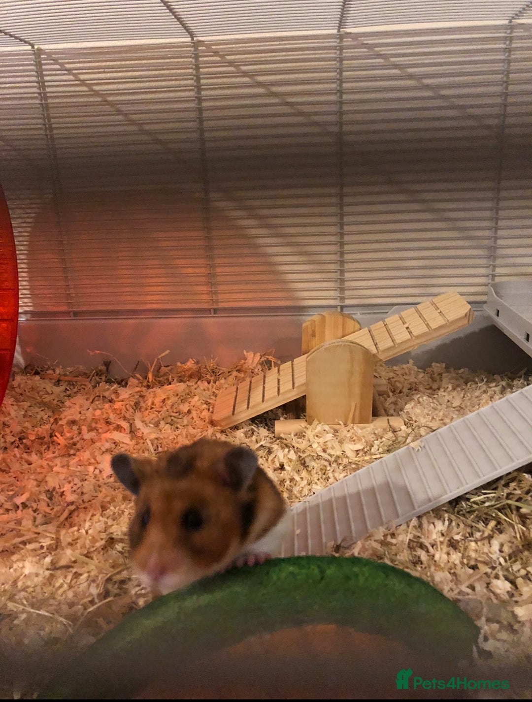 Hamster rodents for sale: Beautiful Syrian hamster - Image 5