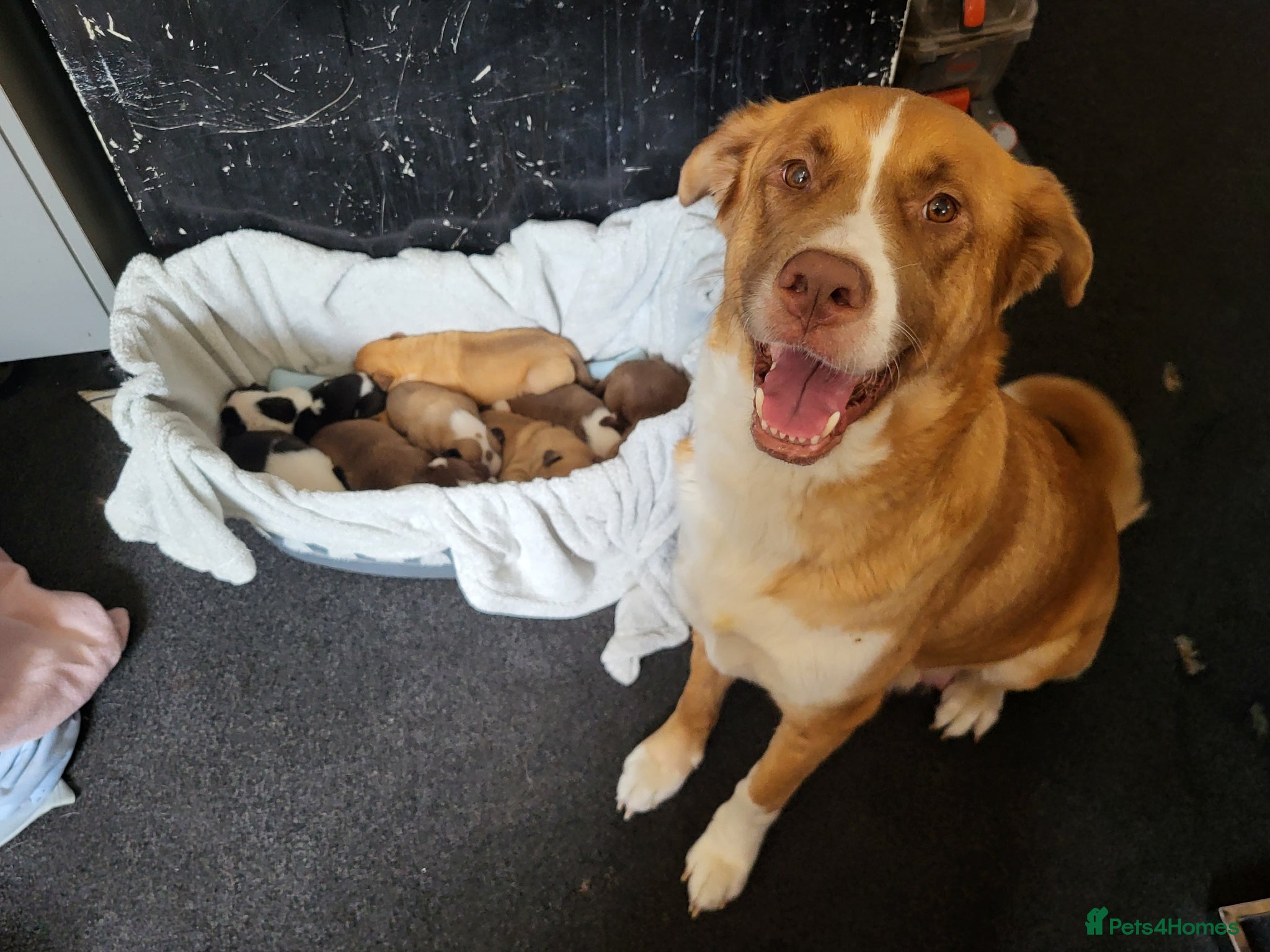 Mixed Breed dogs for sale: Akita x boardeaux  in Derby - Advert 1