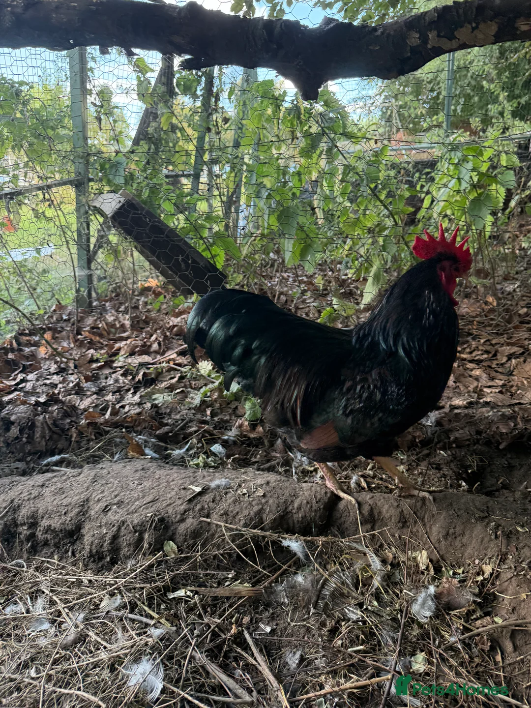 Chickens poultry for sale: Trio of double laced barnevelders - Advert 6