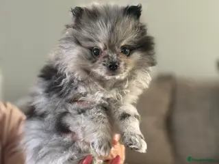 Pomeranian dogs Pomeranian puppies - Advert 6