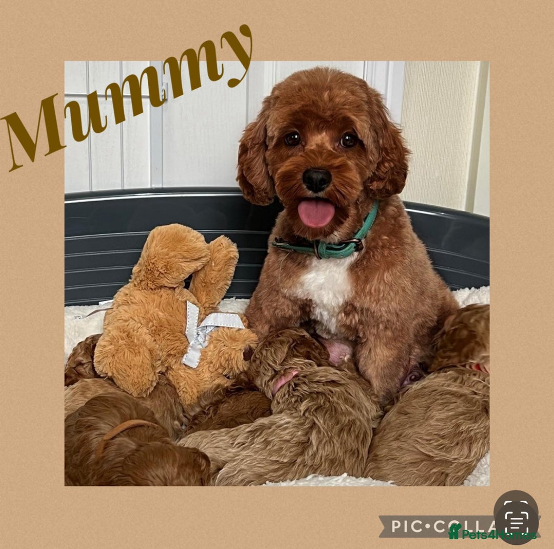 Cavapoo dogs for sale: Extensively Health Tested F1b Cavapoo Puppies   - Image 29