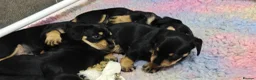 Mixed Breed dogs for sale: Adorable F1 Schnoxie puppies - Advert 13