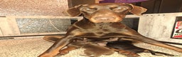 Dobermann dogs for sale: Doberman puppies  - Advert 10