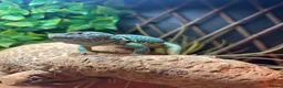 Lizard reptiles for sale: Male Eastern Collard Lizard  - Advert 1