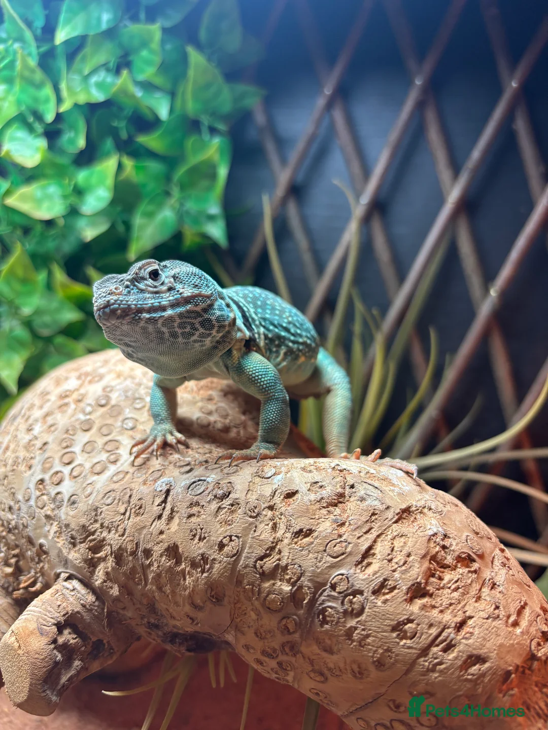Lizard reptiles for sale: Male Eastern Collard Lizard  - Advert 1