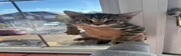 Mixed Breed cats for sale: 4 brand new beautiful kittens 8 weeks old - Advert 3