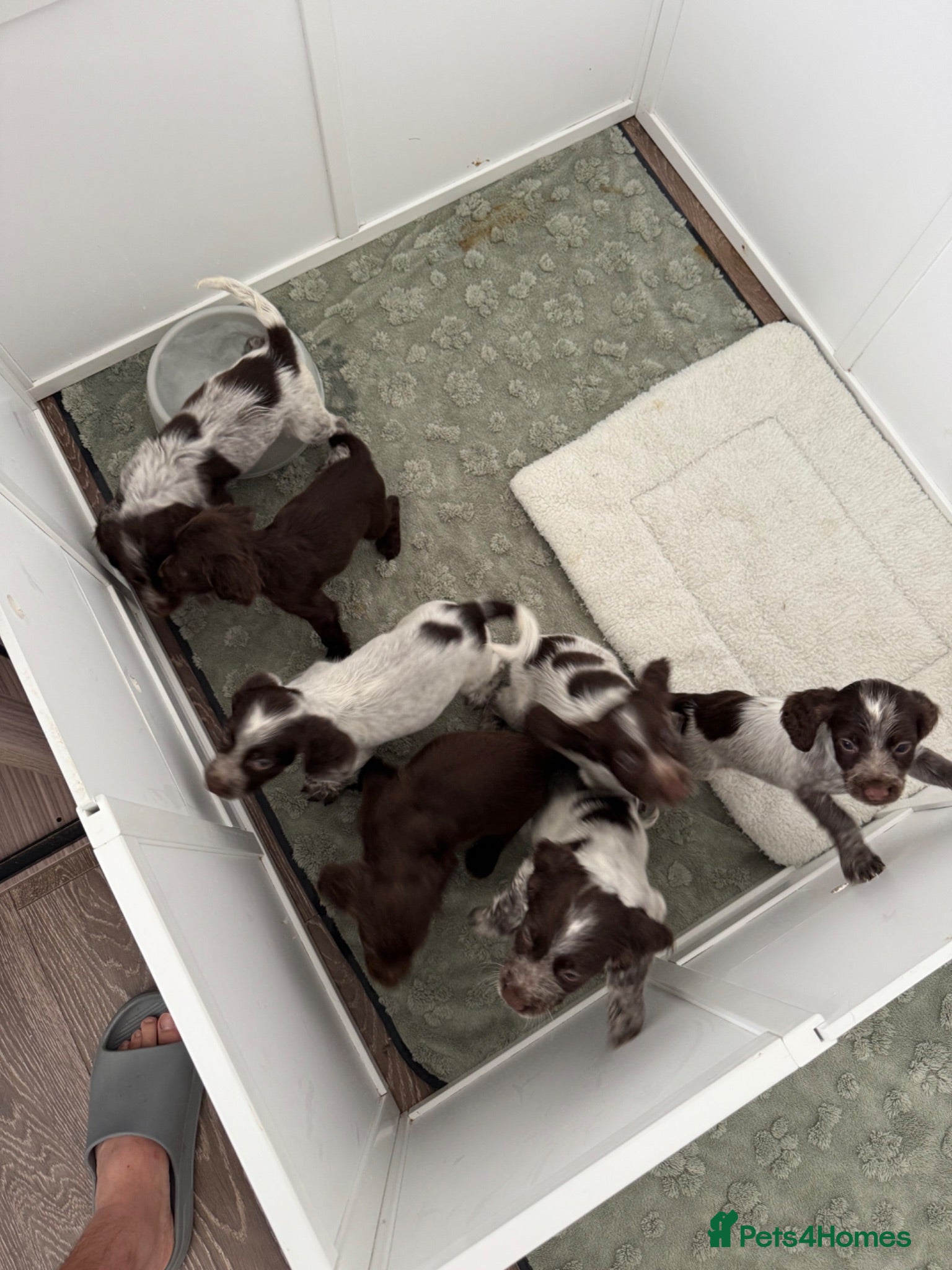 Cocker Spaniel dogs Cocker Spaniel Puppies Ready to Leave! - Advert 1