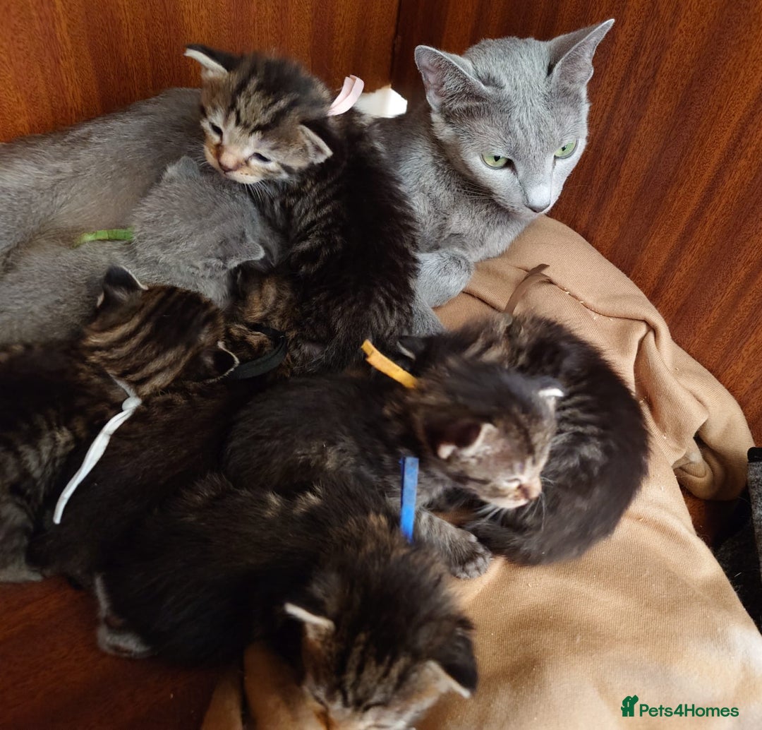 Russian Blue cats for sale: Mix Russian Blue and Maine Coon - Image 15