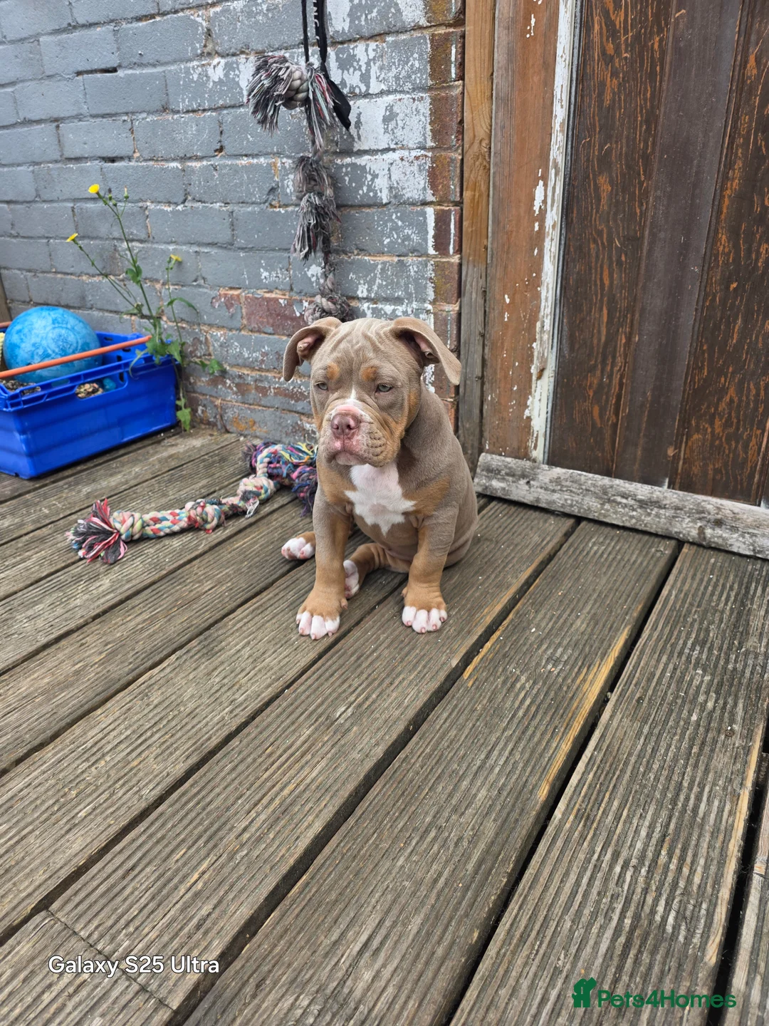 Olde English Bulldogge dogs for sale: 🐾 Nala – 08-Month-Old Old English Bulldogge  - Advert 4
