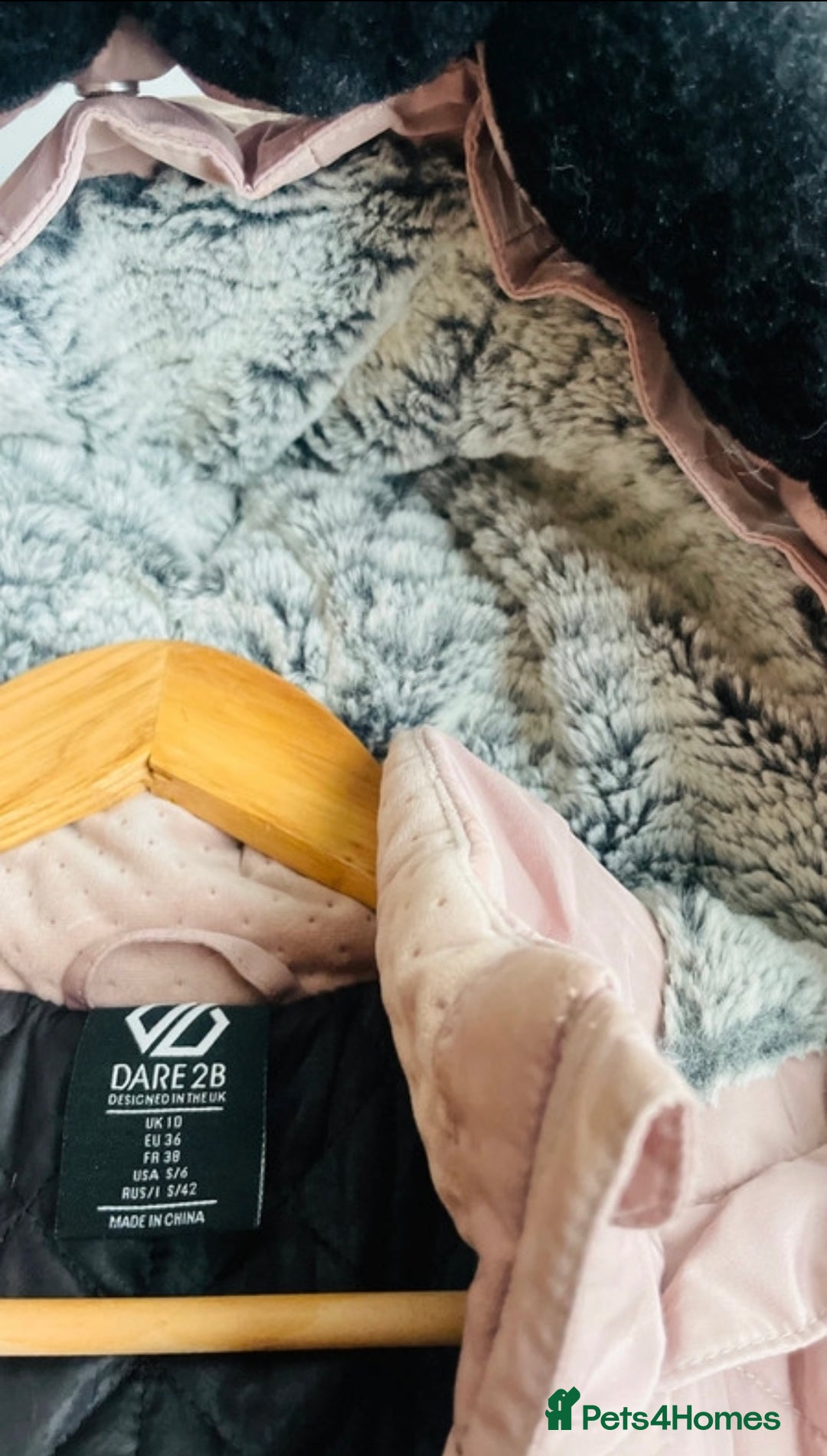 Scottish Fold cats for sale: Last boy available ❤️ looking for new 🏠 - Image 6