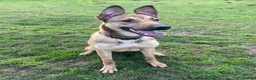 Mixed Breed dogs for sale: Bonnie - Malinois X Greyhound X Staffy in Mansfield - Advert 5