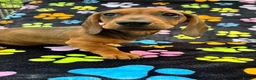 Dachshund dogs for sale: Dachshund Puppies ready for their forever homes - Advert 7