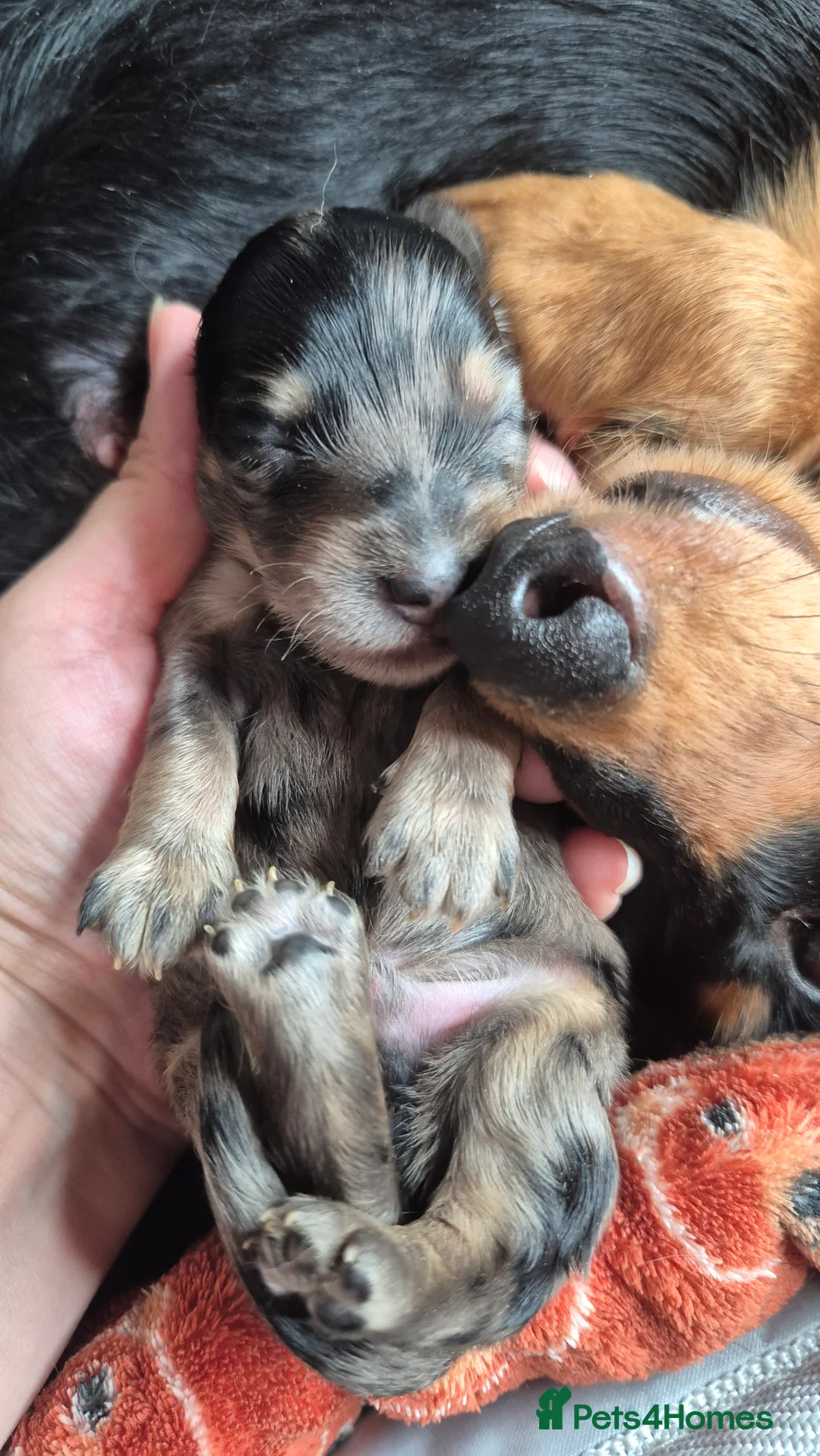 Miniature Dachshund dogs for sale: ⚜️KC reg PRA clear Miniature dachshund puppies  - Advert 10