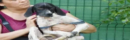Pointer dogs for adoption: Dunia - Advert 3