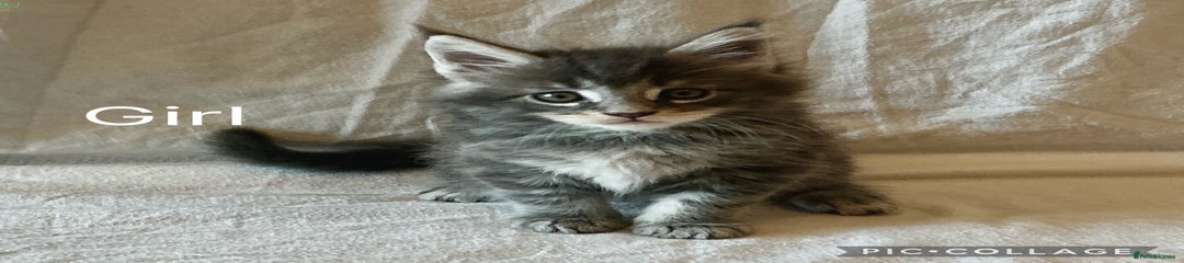 Maine Coon Kitten 4