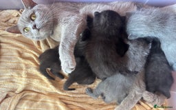 Ragdoll cats for sale: 5 Beautiful Ragdoll/ British Shorthairs - Advert 13