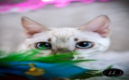 Bengal cats for sale: Beautiful Silver Lynx Bengal Kitten - Image 7