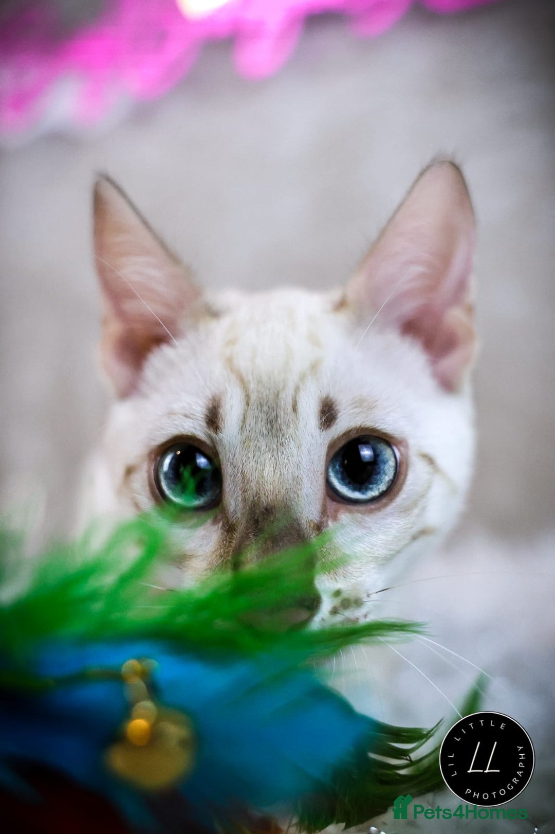 Bengal cats for sale: Beautiful Silver Lynx Bengal Kitten - Image 7