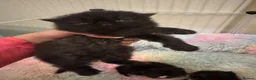 Persian cats for sale: Last kitten Persian girl black  - Advert 7