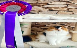 British Longhair cats for sale: 💎 Beautiful girl Tiger Lily 💎 - Image 2
