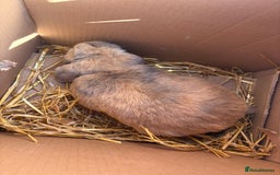 Cashmere Lop rabbits for sale: Mini cashmere lop (male) - Image 3